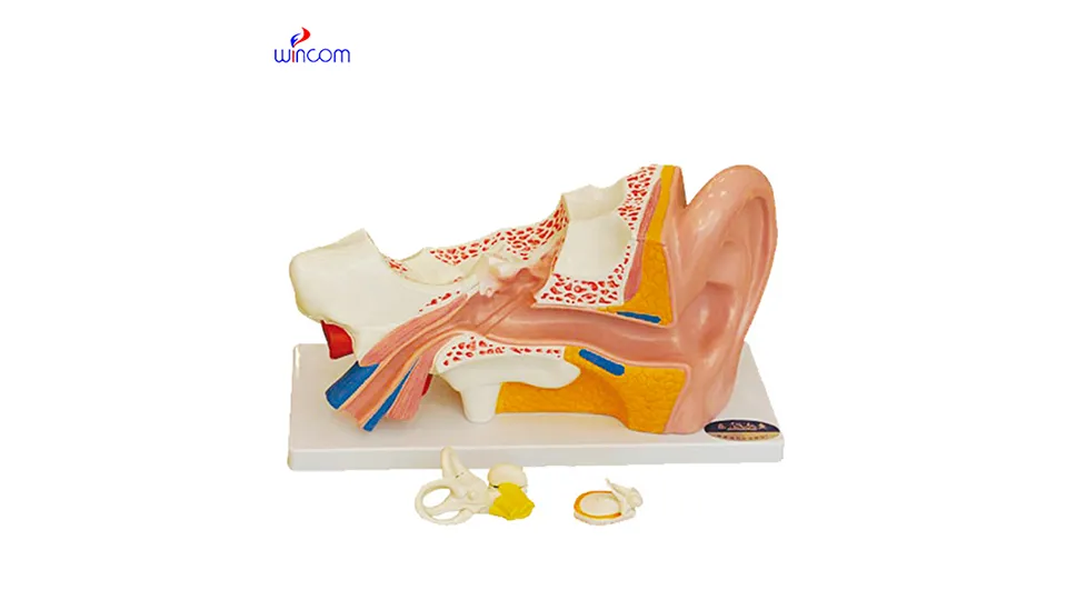 Matibabu ya aina tatu-zenye sura